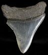 Serrated Megalodon Tooth - South Carolina #18423-2